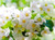 Jual Poster Blossom Earth Flower Spring White Flower Flowers Blossom APC