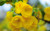 Jual Poster Blossom Earth Flower Yellow Flower Flowers Blossom 001APC