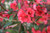 Jual Poster Blossom Flower Nature Red Flower Spring Flowers Blossom APC