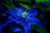 Jual Poster Blue Flower Earth Flower Flowers Flower APC