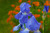 Jual Poster Blue Flower Flower Iris Nature Flowers Iris APC