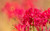 Jual Poster Blur Flower Macro Pink Flower Flowers Flower 001APC