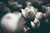 Jual Poster Blur Flower Tulip White Flower Flowers Tulip APC