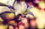Jual Poster Bokeh Close Up Flower Lily Minolta Flowers Lily APC