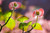 Jual Poster Bokeh Dogwood Flower Leaf Petal Flowers Flower APC
