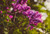 Jual Poster Bokeh Flower Nature Pink Flower Flowers Flower 001APC