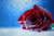 Jual Poster Bokeh Ice Red Rose Rose Snow Flowers Rose APC