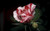 Jual Poster Bud Close Up Flower Water Drop Flowers Rose APC