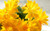 Jual Poster Cactus Close Up Flower Yellow Flower Earth Cactus APC