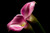 Jual Poster Calla Lily Flower Pink Flower Flowers Calla Lily 002APC