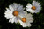 Jual Poster Camomile Daisy White Flower Flowers Camomile 5APC