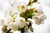 Jual Poster Cherry Blossom Macro Spring Flowers Blossom APC