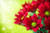 Jual Poster Chrysanthemum Flower Nature Red Flower Flowers Chrysanthemum APC
