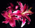 Jual Poster Close Up Earth Flower Lily Pink Flower Flowers Lily APC