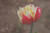 Jual Poster Close Up Flower Tulip Flowers Tulip APC