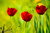 Jual Poster Close Up Nature Red Flower Tulip Flowers Tulip APC