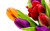 Jual Poster Colorful Flower Flowers Tulip APC