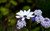 Jual Poster Colors Flower Macro Plant Purple White Flowers Flower APC