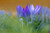 Jual Poster Crocus Flower Nature Spring Flowers Crocus 001APC