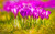 Jual Poster Crocus Flower Pink Flower Spring Flowers Crocus APC