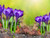 Jual Poster Crocus Macro Nature Purple Flower Spring Flowers Crocus APC