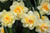 Jual Poster Daffodil Earth Flower White Flower Flowers Daffodil APC