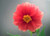 Jual Poster Dahlia Earth Flower Macro Pink Flower Flowers Dahlia 002APC