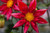 Jual Poster Dahlia Earth Flower Red Flower Flowers Dahlia 001APC