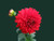 Jual Poster Dahlia Earth Flower Red Flower Flowers Dahlia 002APC