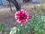 Jual Poster Dahlia Flowers Flower 001APC