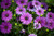 Jual Poster Daisy Earth Flower Purple Flower Earth African Daisy 002APC