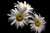 Jual Poster Daisy Earth Flower White Flower Flowers Daisy 004APC