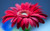 Jual Poster Daisy Flower Macro Red Flowers Gerbera 8APC