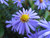 Jual Poster Daisy Flower Nature Purple Flower Flowers Daisy 001APC