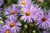 Jual Poster Daisy Flower Nature Purple Flower Flowers Daisy 002APC