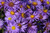 Jual Poster Daisy Flower Purple Flower Flowers Daisy 0APC