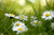 Jual Poster Daisy Flowers Daisy APC