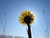 Jual Poster Dandelion Flowers Flower 002APC