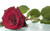 Jual Poster Dew Flower Leaf Red Rose Rose Flowers Rose 5APC