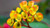 Jual Poster Earth Euphorbia Flower Yellow Flower Flowers Flower 4APC