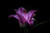 Jual Poster Earth Flower Lily Purple Flower Flowers Lily APC