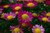 Jual Poster Earth Flower Purple Flower Flowers Flower 002APC