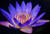 Jual Poster Earth Flower Purple Flower Water Lily Flowers Water Lily APC
