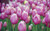Jual Poster Field Flower Pink Flower Tulip Flowers Tulip 001APC