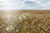 Jual Poster Field Flower Summer Wheat White Flower Earth Wheat APC