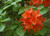 Jual Poster Flame Azalea Flower Flowers Azalea 001APC