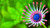 Jual Poster Flower Earth African Daisy 003APC