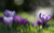 Jual Poster Flower Flowers Crocus 008APC