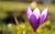 Jual Poster Flower Flowers Crocus 016APC