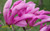 Jual Poster Flower Flowers Flower 023APC